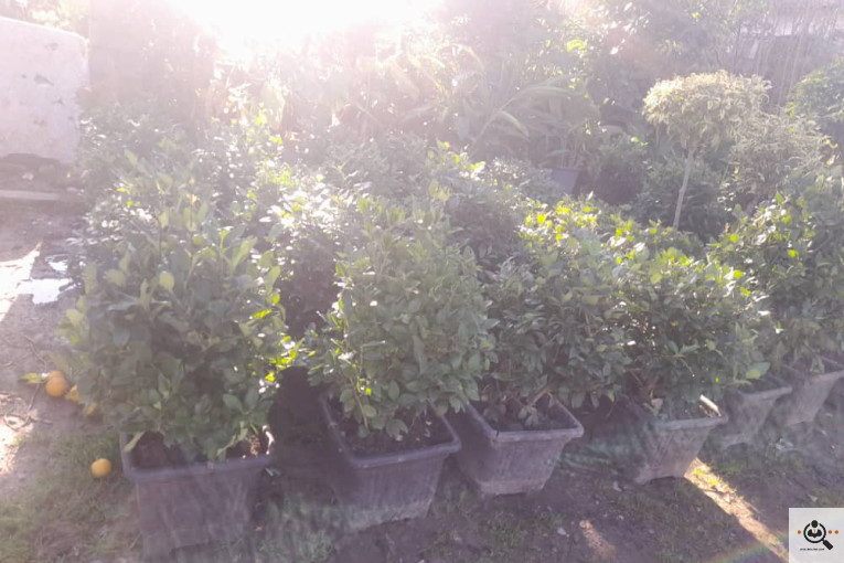 گلکده بشیری در خرم آباد