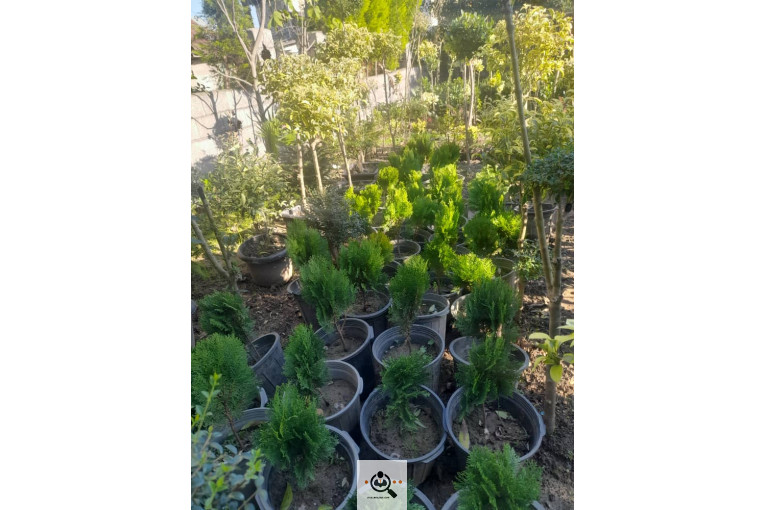 گلکده بشیری در خرم آباد