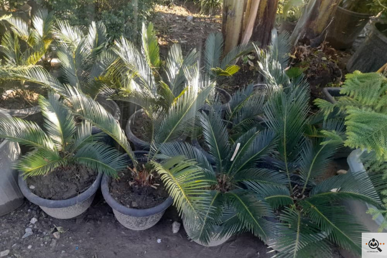 گلکده بشیری در خرم آباد