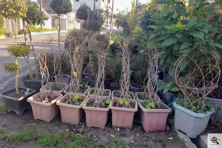 گلکده بشیری در خرم آباد