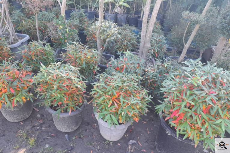 گلکده بشیری در خرم آباد