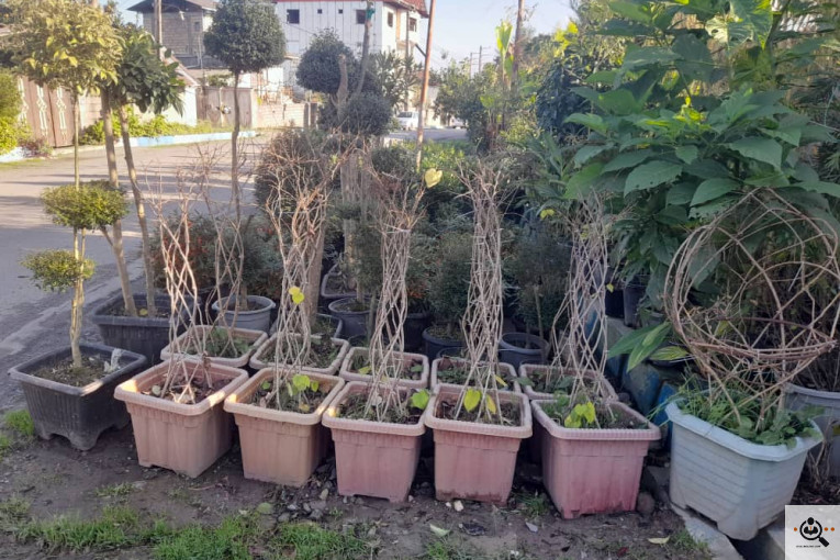 گلکده بشیری در خرم آباد