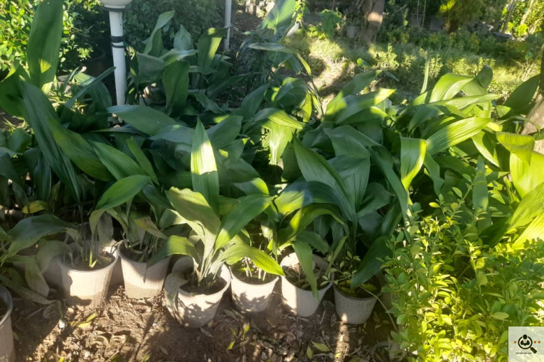 گلکده بشیری در خرم آباد