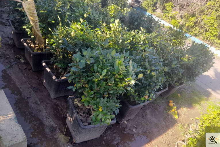 گلکده بشیری در خرم آباد