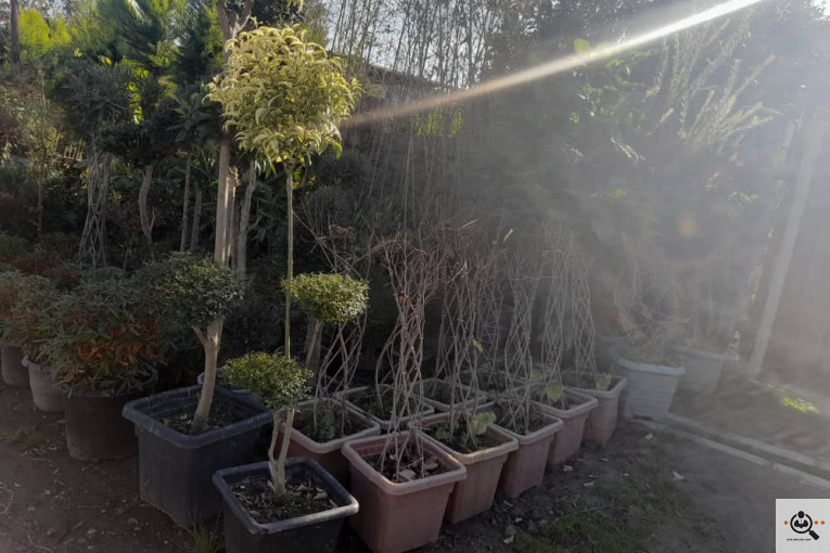 گلکده بشیری در خرم آباد