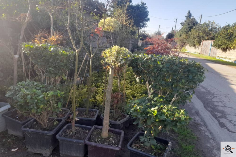 گلکده بشیری در خرم آباد