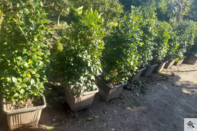 گلکده بشیری در خرم آباد