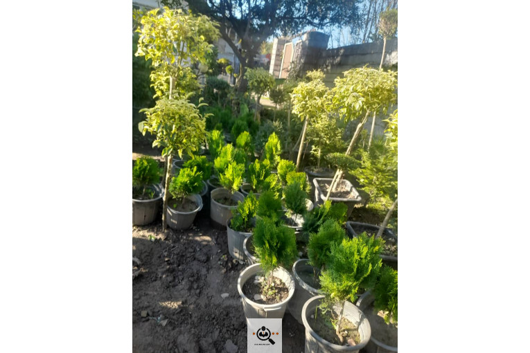 گلکده بشیری در خرم آباد