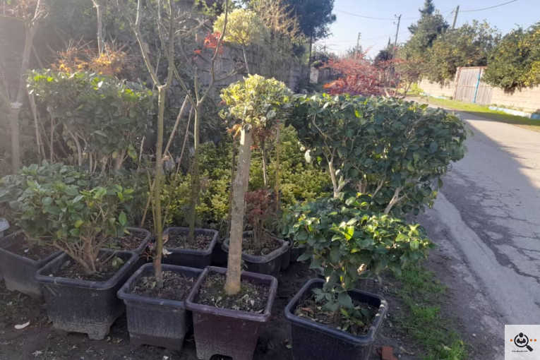 گلکده بشیری در خرم آباد