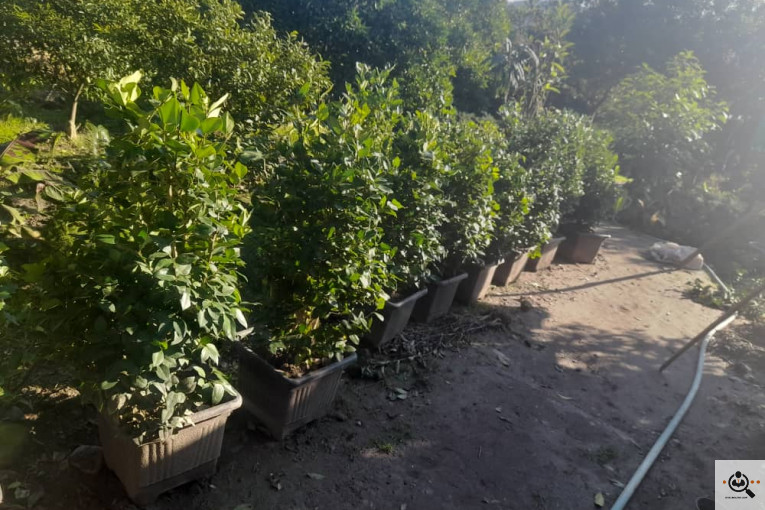 گلکده بشیری در خرم آباد