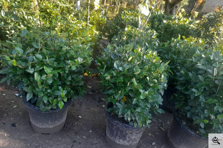 گلکده بشیری در خرم آباد