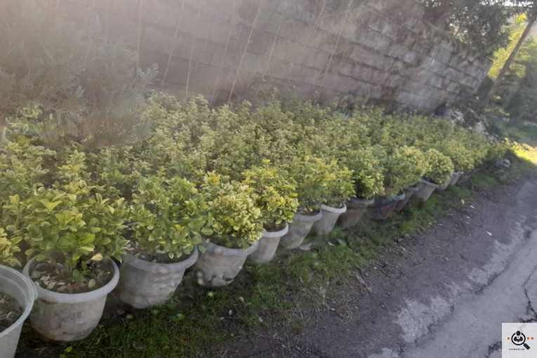 گلکده بشیری در خرم آباد