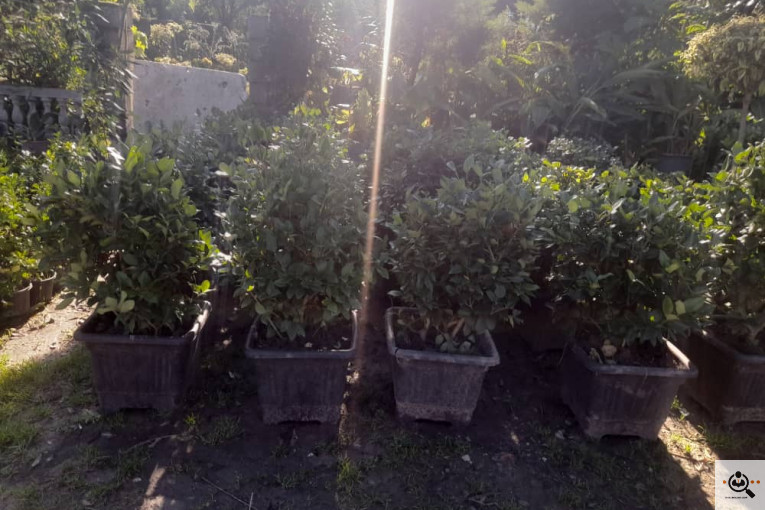 گلکده بشیری در خرم آباد