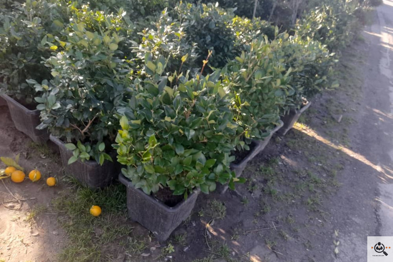 گلکده بشیری در خرم آباد