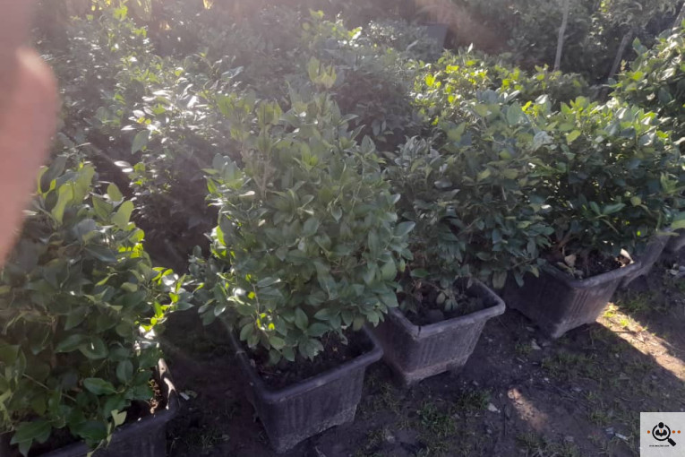 گلکده بشیری در خرم آباد