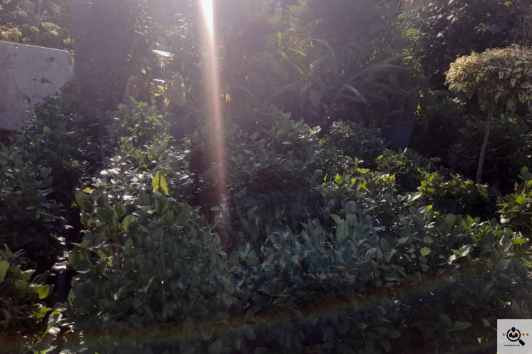 گلکده بشیری در خرم آباد