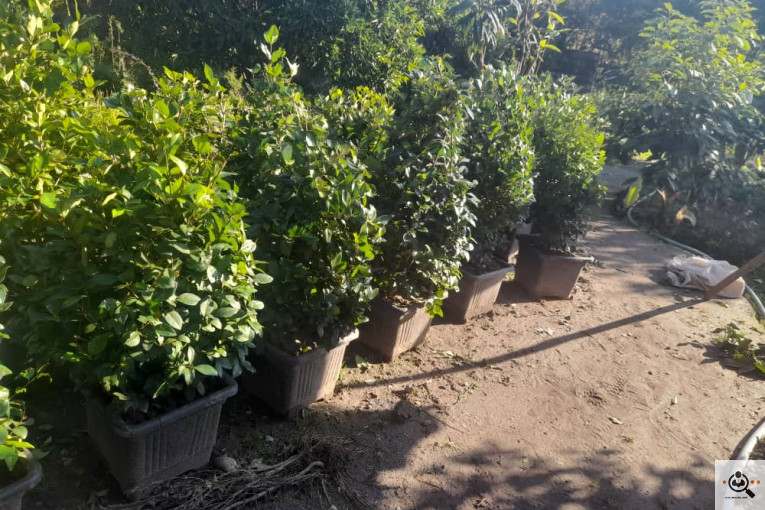 گلکده بشیری در خرم آباد