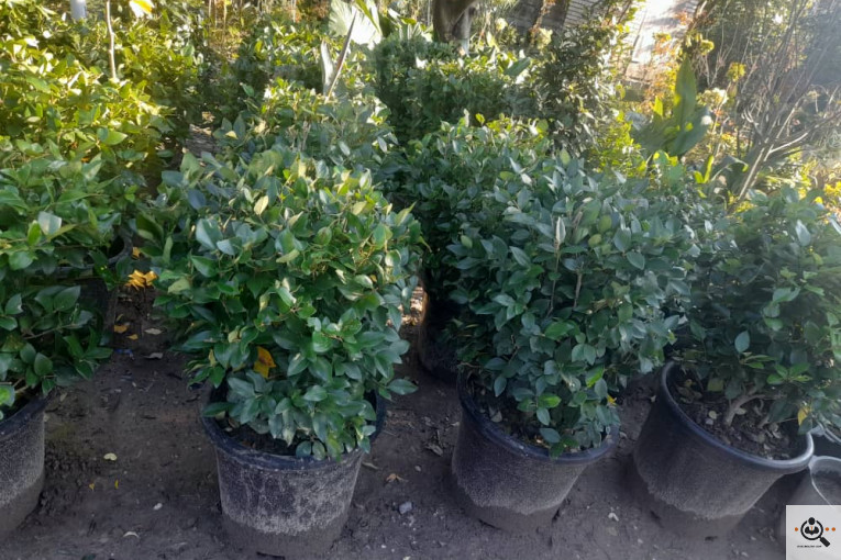 گلکده بشیری در خرم آباد