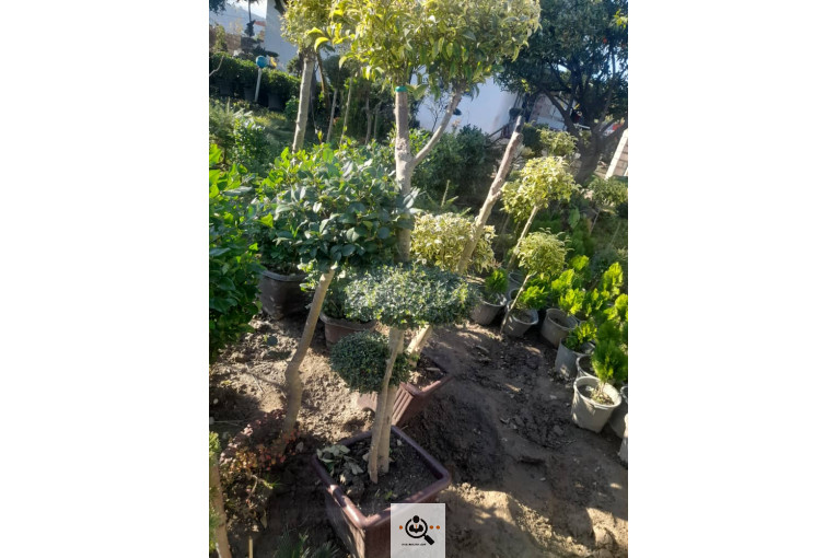 گلکده بشیری در خرم آباد