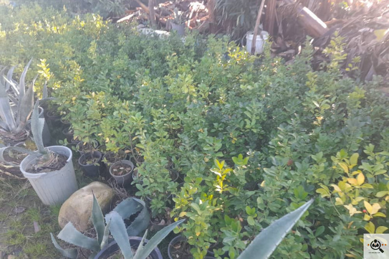 گلکده بشیری در خرم آباد