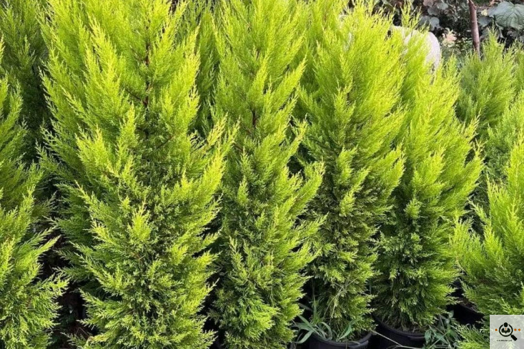 تولیدی گل و گیاه گلبهار در رودسر