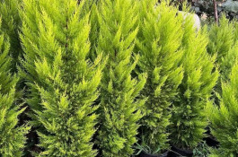 تولیدی گل و گیاه گلبهار در رودسر