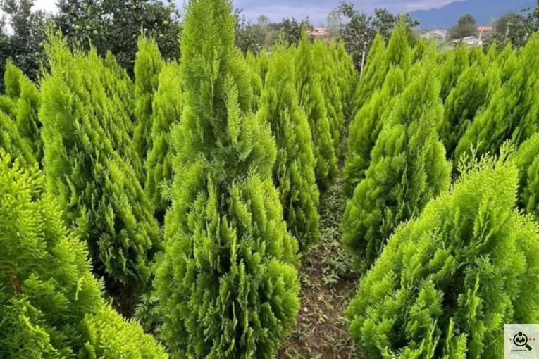 تولیدی گل و گیاه گلبهار در رودسر