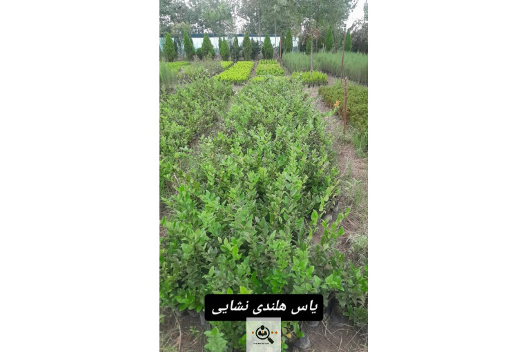 تولیدی گل و گیاه گلبهار در رودسر