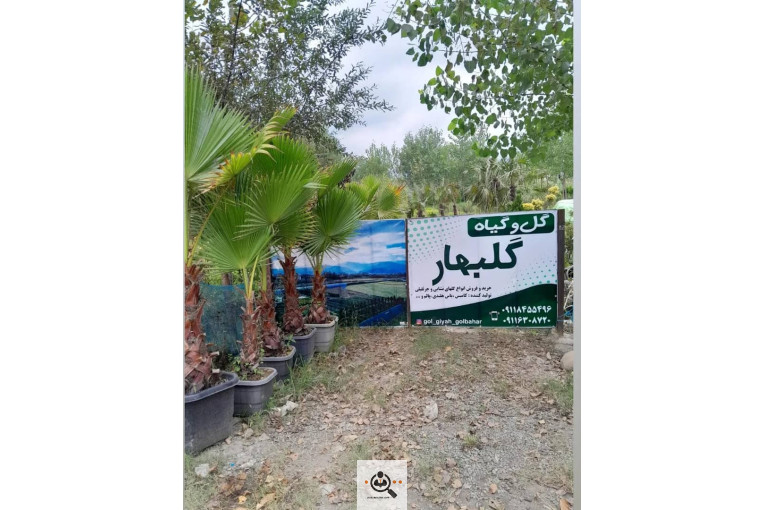 تولیدی گل و گیاه گلبهار در رودسر