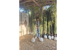 نهالستان استقلال در کوار