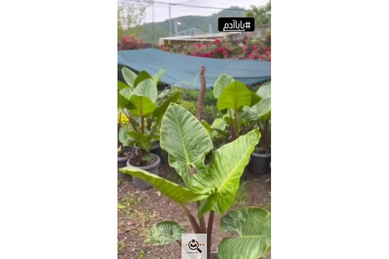 گلکده گلچا در چابکسر