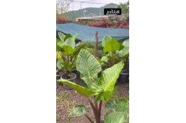 گلکده گلچا در چابکسر