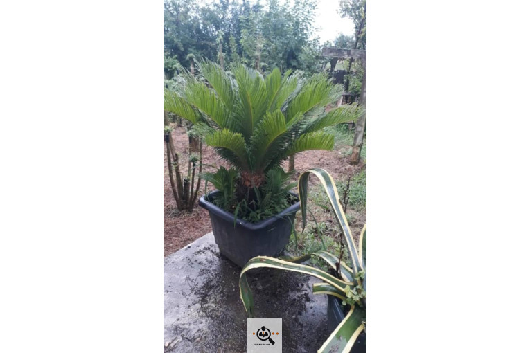 گلکده گلچا در چابکسر