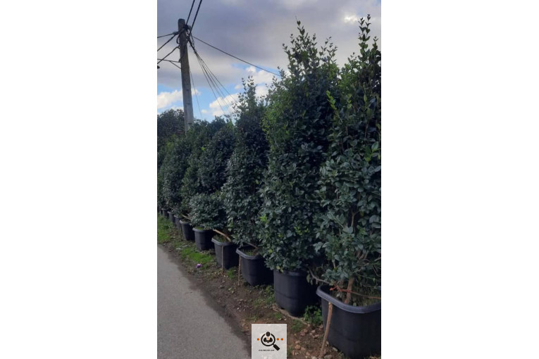 گلکده گلچا در چابکسر