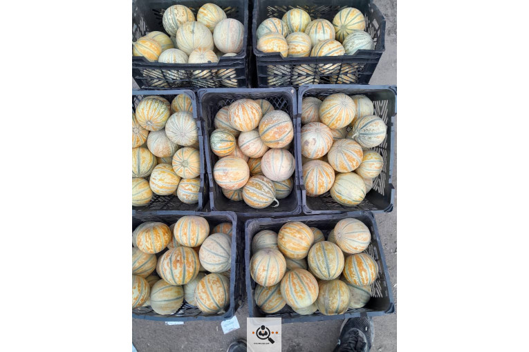 بارفروشی و حق العمل کاری میدان تره بار علی زاهدی در اهواز