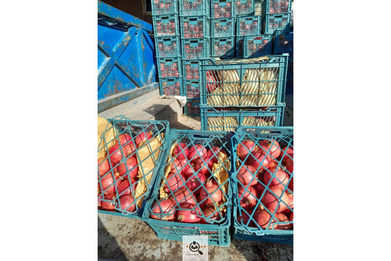 میدان میوه تربار الغدیر اهواز غرفه 54 بارفروشی و حق العمل کاری علی ظاهری تلفن 09163561537