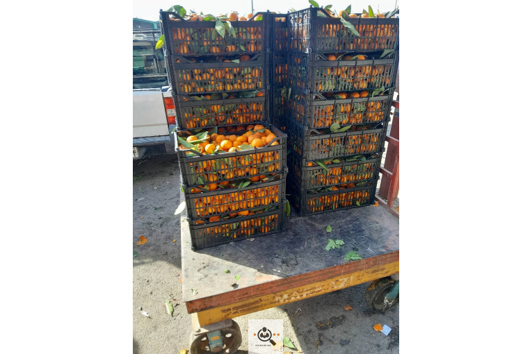 میدان میوه تربار الغدیر اهواز غرفه 54 بارفروشی و حق العمل کاری علی ظاهری تلفن 09163561537