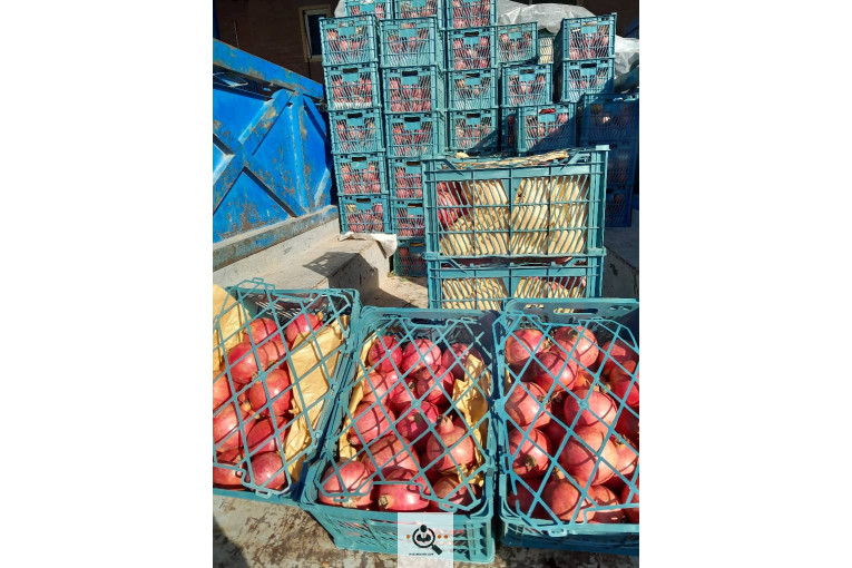 میدان میوه تربار الغدیر اهواز غرفه 54 بارفروشی و حق العمل کاری علی ظاهری تلفن 09163561537