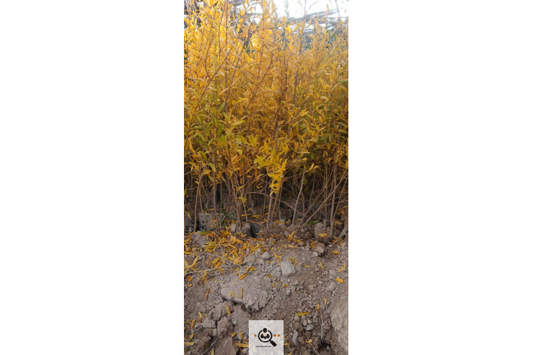 نهالستان محمد در خفر