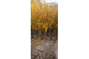 نهالستان محمد در خفر