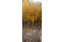 نهالستان محمد در خفر