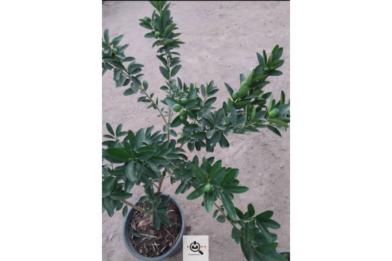 نهالستان محمد در خفر