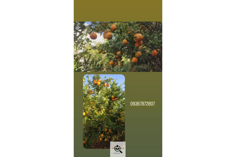 نهالستان محمد در خفر