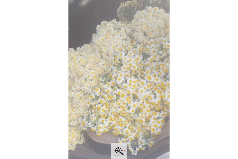 نهالستان محمد در خفر