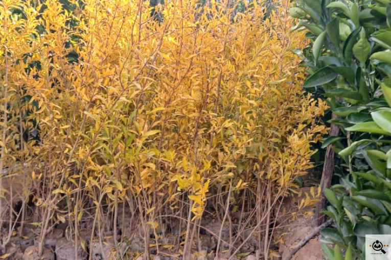 نهالستان محمد در خفر