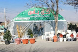 گلخانه گل های یاس در چهارباغ کرج