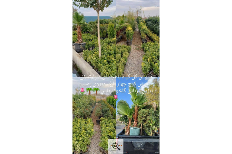 گلخانه گل های یاس در چهارباغ کرج