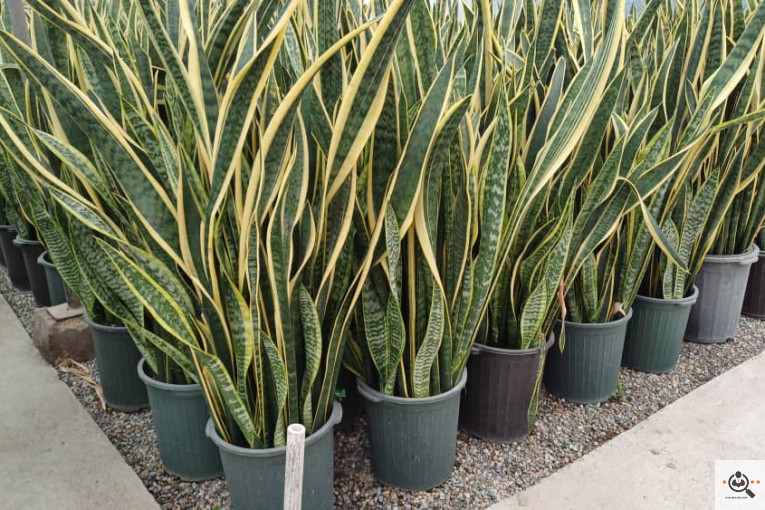 گلخانه گل های یاس در چهارباغ کرج