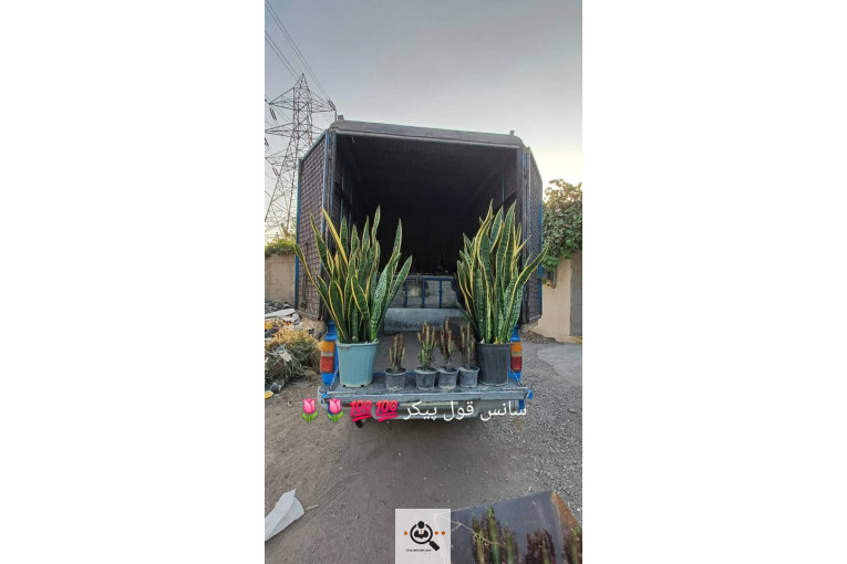 گلخانه گل های یاس در چهارباغ کرج