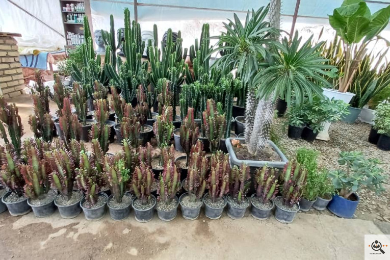 گلخانه گل های یاس در چهارباغ کرج